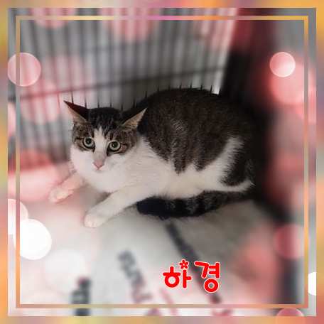 군산유기동물보호센터_445467202301650